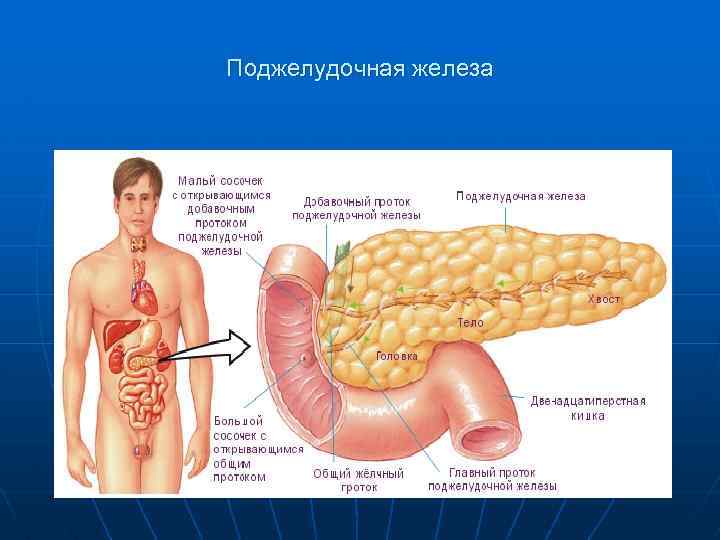 Поджелудочная железа 