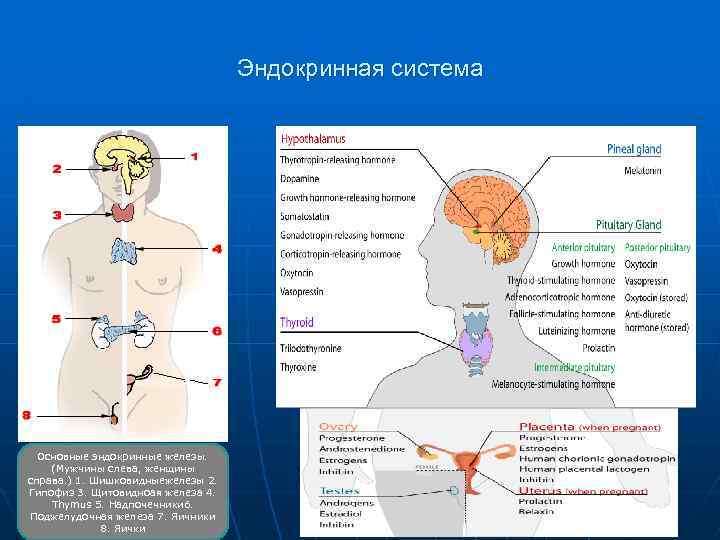 Яичники железы внутренней секреции