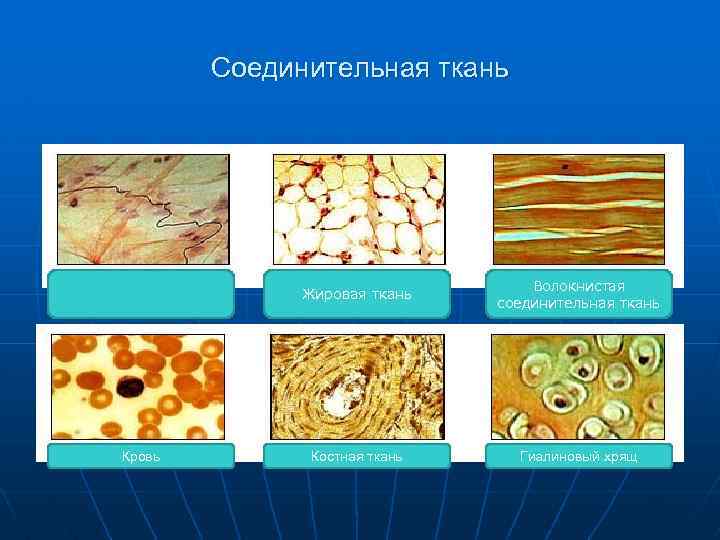 Соединительная ткань Жировая ткань Кровь Волокнистая соединительная ткань Костная ткань Гиалиновый хрящ 