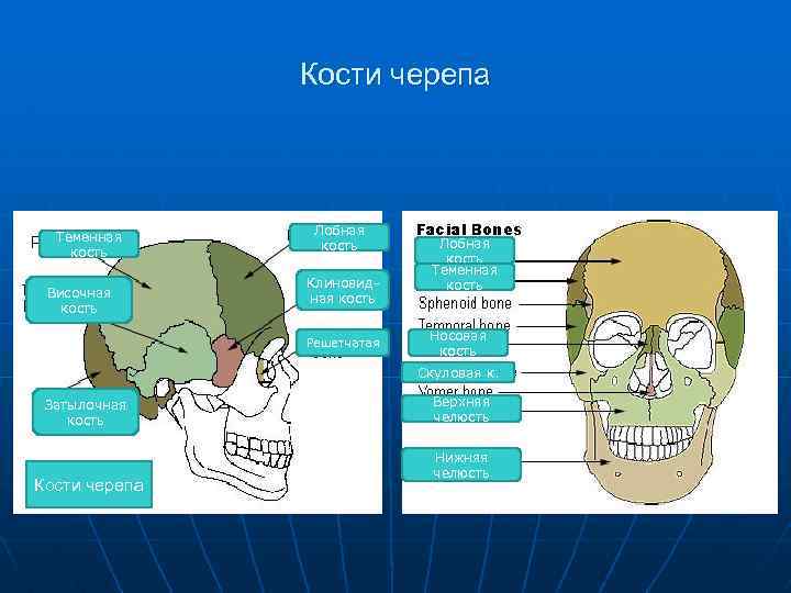 Кости черепа Теменная кость Височная кость Лобная кость Клиновидная кость Решетчатая Лобная кость Теменная