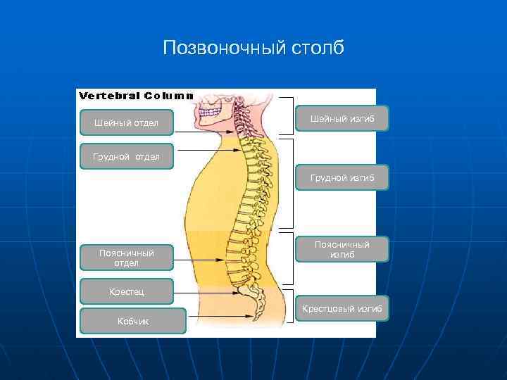 Позвоночный столб Шейный отдел Шейный изгиб Грудной отдел Грудной изгиб Поясничный отдел Поясничный изгиб