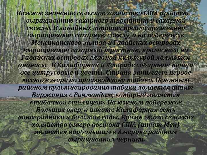 Важное значение сельское хозяйство США придает выращиванию сахарного тростника и сахарной свеклы. В западных