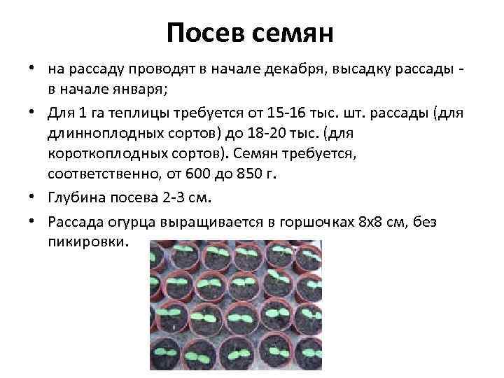 Посев семян • на рассаду проводят в начале декабря, высадку рассады в начале января;