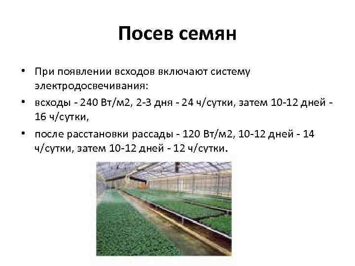 Посев семян • При появлении всходов включают систему электродосвечивания: • всходы - 240 Вт/м