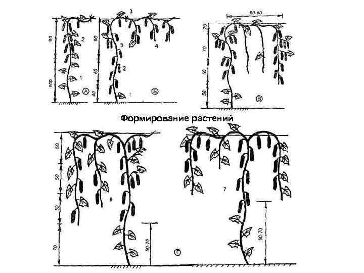 Формирование арбуза в теплице пошаговая. Формирование пчелоопыляемых огурцов в теплице схема. Схема формирования партенокарпических огурцов в открытом грунте. Формировка огурца в теплице схема. Формирование огурцов в теплице в один стебель схема.