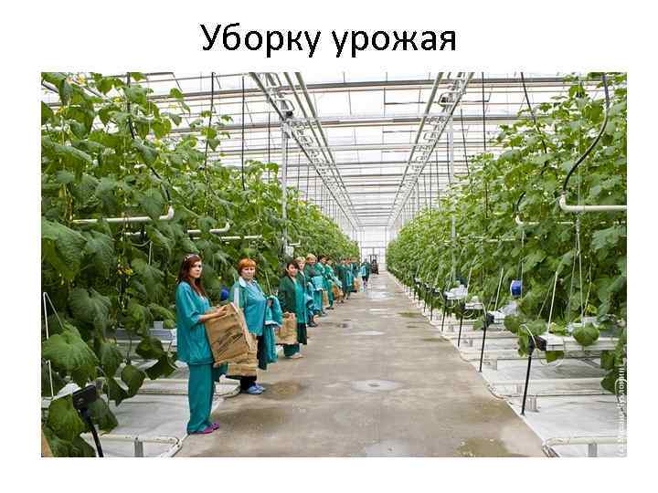 Уборку урожая 