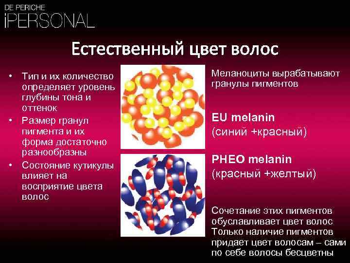Естественный цвет волос • Тип и их количество определяет уровень глубины тона и оттенок