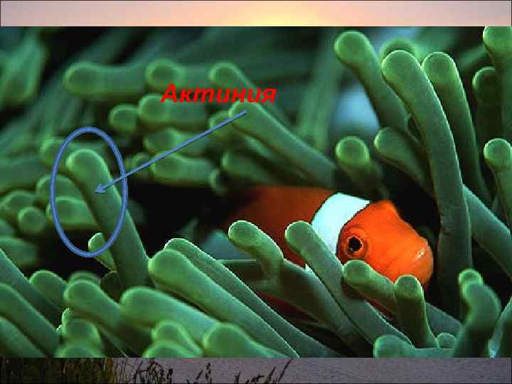 Актиния 