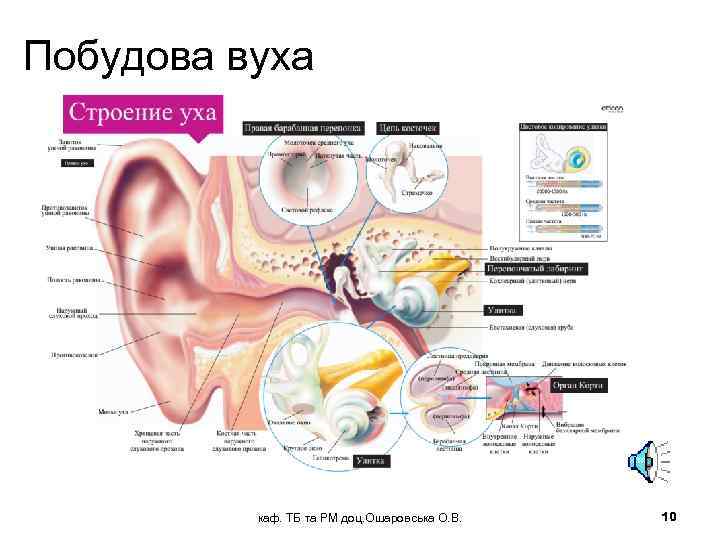 Побудова вуха каф. ТБ та РМ доц. Ошаровська О. В. 10 