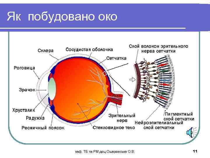 Як побудовано око каф. ТБ та РМ доц. Ошаровська О. В. 11 