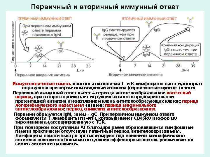 Схема первичный и вторичный иммунный ответ