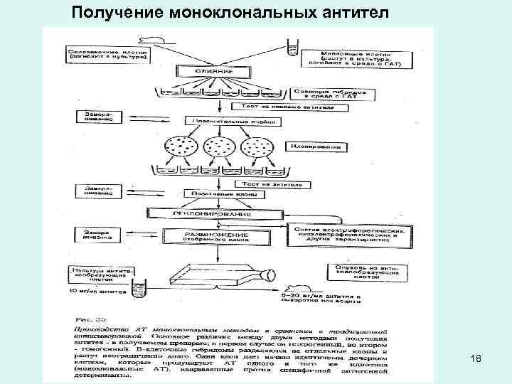 Получение моноклональных антител 18 