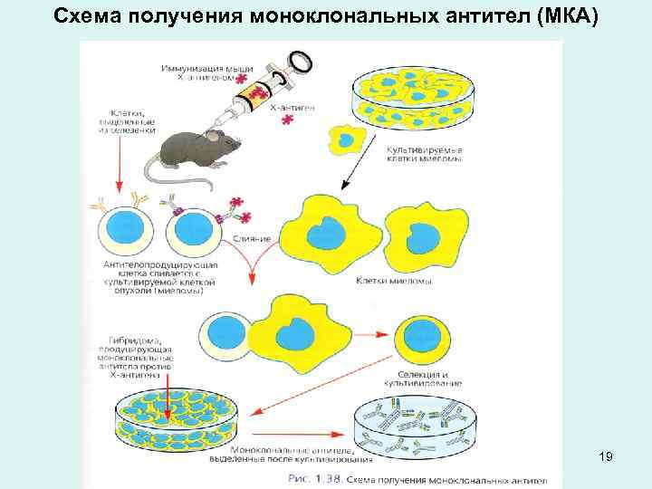Схема получения моноклональных антител (МКА) 19 