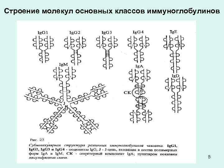 Схема строения иммуноглобулинов