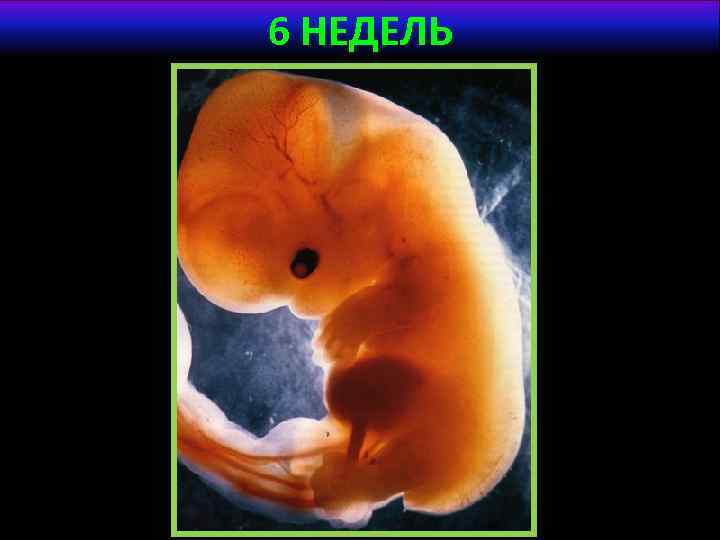 6 НЕДЕЛЬ 