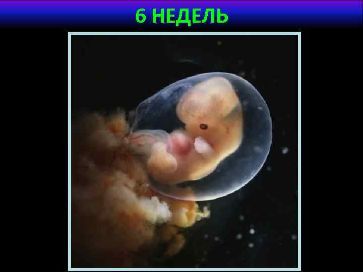 6 НЕДЕЛЬ 