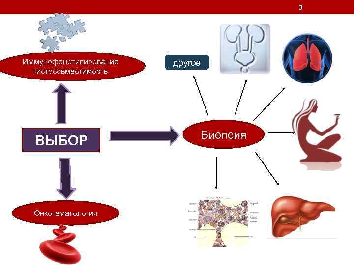 3 Иммунофенотипирование гистосовместимость ВЫБОР Онкогематология другое Биопсия 
