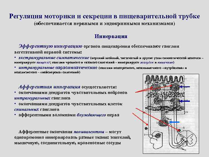 Регуляция моторики и секреции в пищеварительной трубке (обеспечивается нервными и эндокринными механизмами) Иннервация Эфферентную
