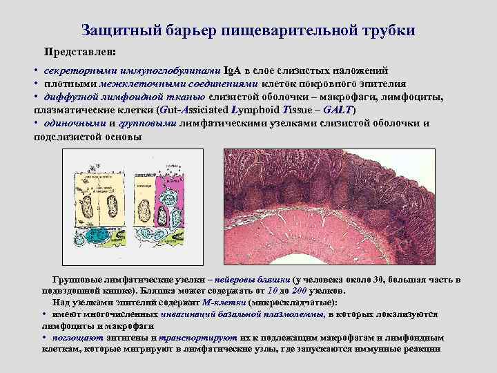 Защитный барьер пищеварительной трубки Представлен: • секреторными иммуноглобулинами Ig. A в слое слизистых наложений