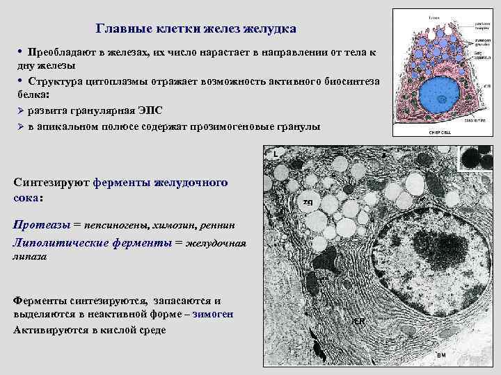 Железистые клетки печени