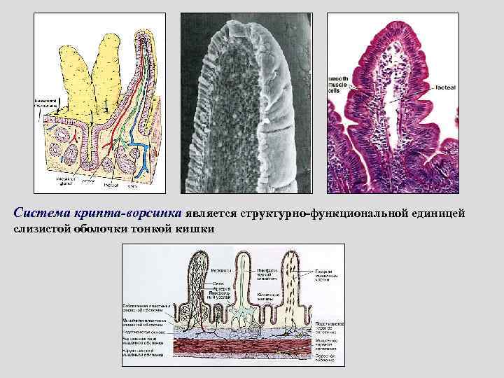 Система крипта-ворсинка является структурно-функциональной единицей слизистой оболочки тонкой кишки 