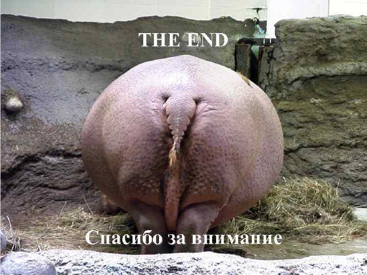 THE END Спасибо за внимание 