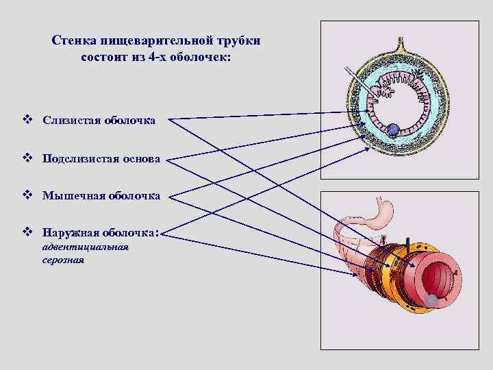 Общий план строения стенки пищеварительной трубки гистология