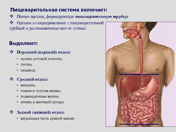 Общий план строения стенки пищеварительной трубки таблица