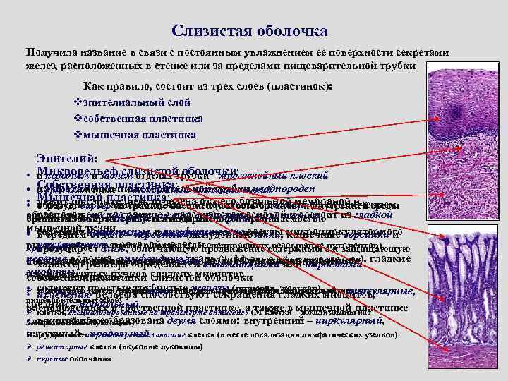 Слизистая оболочка пищеварительного канала