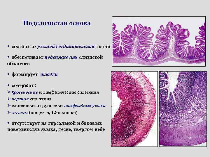 Подслизистая основа какая ткань