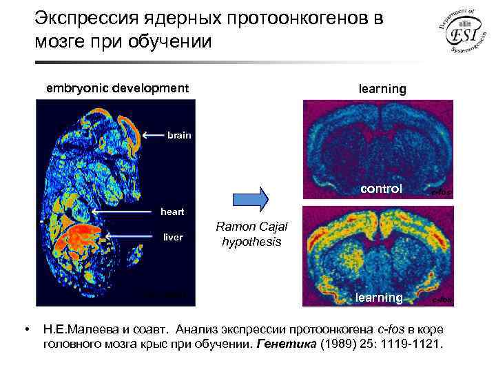 Экспрессия ядерных протоонкогенов в мозге при обучении embryonic development learning brain control с-fos learning