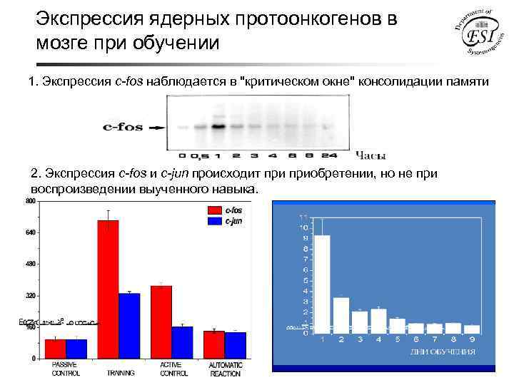 Экспрессия ядерных протоонкогенов в мозге при обучении 1. Экспрессия c-fos наблюдается в "критическом окне"