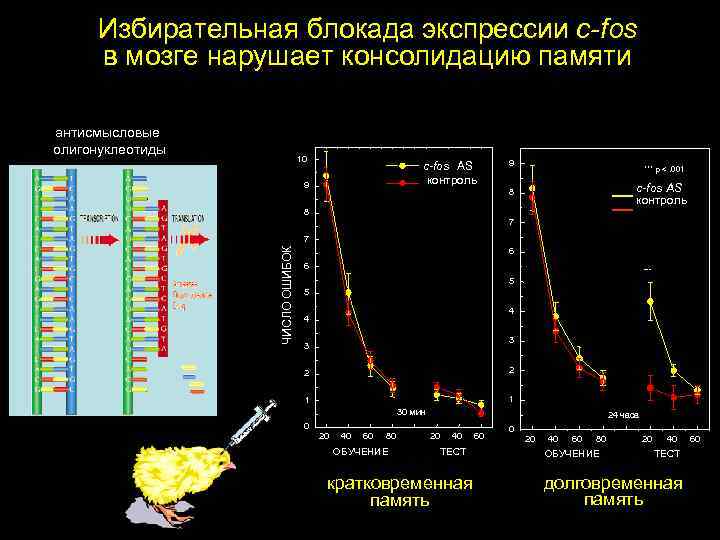 Избирательная блокада экспрессии c-fos в мозге нарушает консолидацию памяти антисмысловые олигонуклеотиды 10 c-fos AS