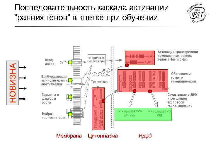 НОВИЗНА Последовательность каскада активации "ранних генов" в клетке при обучении Мембрана Цитоплазма Ядро 