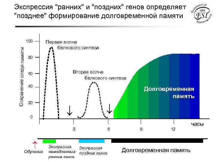 Экспрессия "ранних" и "поздних" генов определяет "позднее" формирование долговременной памяти Сохранение следа памяти 100