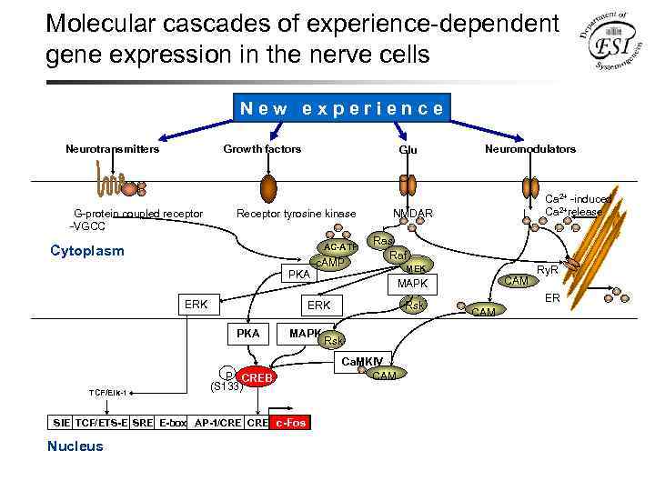 Molecular cascades of experience-dependent gene expression in the nerve cells New experience Neurotransmitters Growth