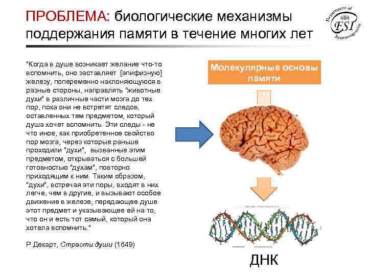 ПРОБЛЕМА: биологические механизмы поддержания памяти в течение многих лет "Когда в душе возникает желание