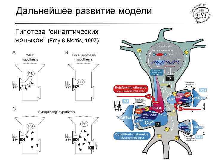 Дальнейшее развитие модели Гипотеза "синаптических ярлыков" (Frey & Morris, 1997) 