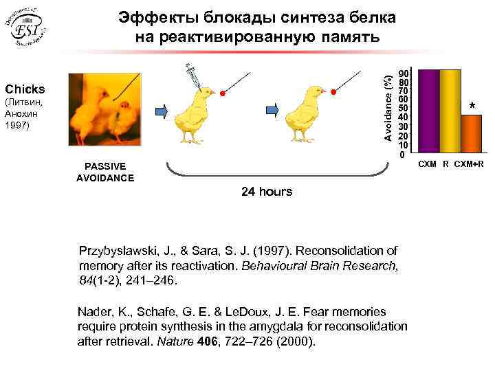 Avoidance (%) Эффекты блокады синтеза белка на реактивированную память Chicks (Литвин, Анохин 1997) 90