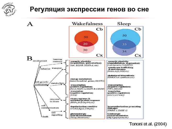 Регуляция экспрессии генов во сне Tononi et al. (2004) 