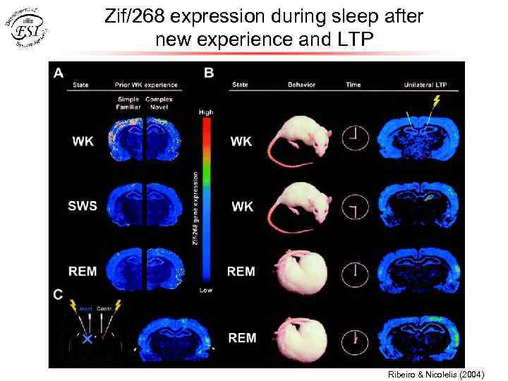 Zif/268 expression during sleep after new experience and LTP Ribeiro & Nicolelis (2004) 