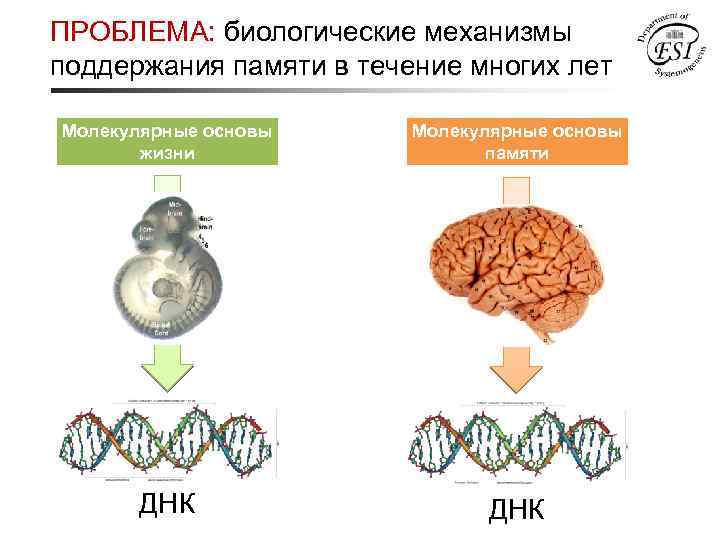 ПРОБЛЕМА: биологические механизмы поддержания памяти в течение многих лет Молекулярные основы жизни Молекулярные основы