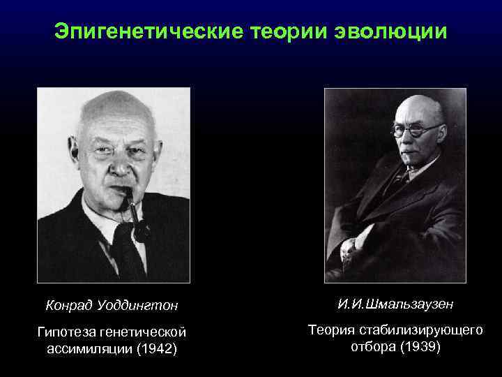 Эпигенетические теории эволюции Конрад Уоддингтон И. И. Шмальзаузен Гипотеза генетической ассимиляции (1942) Теория стабилизирующего