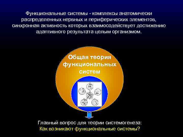 Функциональные системы - комплексы анатомически распределенных нервных и периферических элементов, синхронная активность которых взаимосодействует