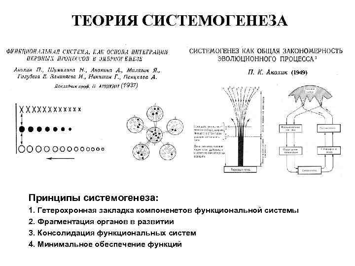 ТЕОРИЯ СИСТЕМОГЕНЕЗА (1949) (1937) Принципы системогенеза: 1. Гетерохронная закладка компоненетов функциональной системы 2. Фрагментация