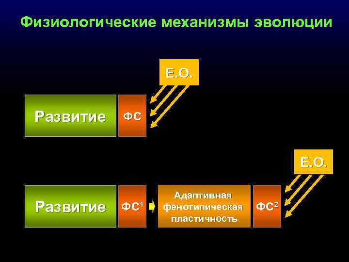 Физиологические механизмы эволюции Е. О. Развитие ФС 1 Адаптивная фенотипическая пластичность ФС 2 