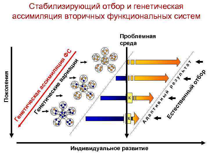 Стабилизирующий отбор и генетическая ассимиляция вторичных функциональных систем т та Индивидуальное развитие от бо