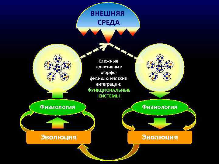 ВНЕШНЯЯ СРЕДА Сложные адаптивные морфофизиологические интеграции: ФУНКЦИОНАЛЬНЫЕ СИСТЕМЫ Физиология Эволюция 