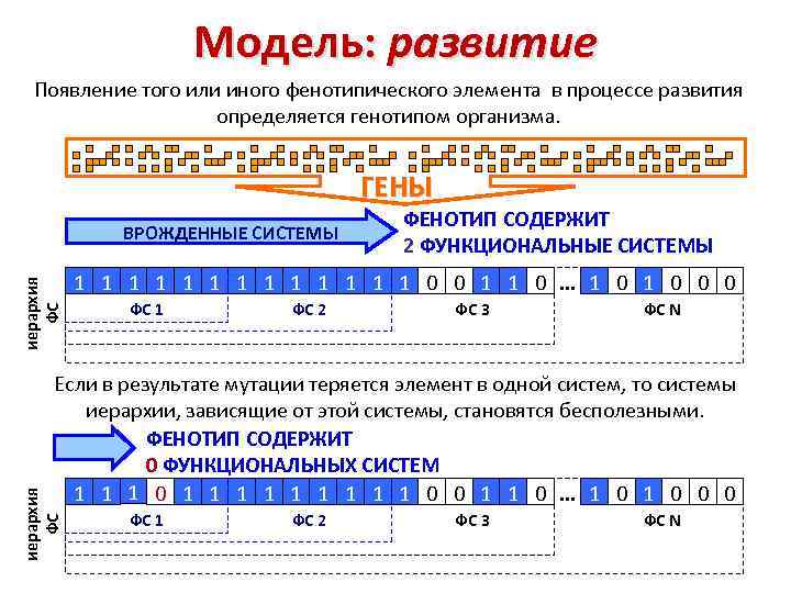 Модель: развитие Появление того или иного фенотипического элемента в процессе развития определяется генотипом организма.