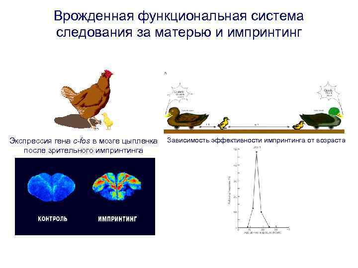 Врожденная функциональная система следования за матерью и импринтинг Экспрессия гена c-fos в мозге цыпленка